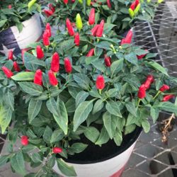 Thai Very Hot Red Pepper Seedling Plants Fully Rooted