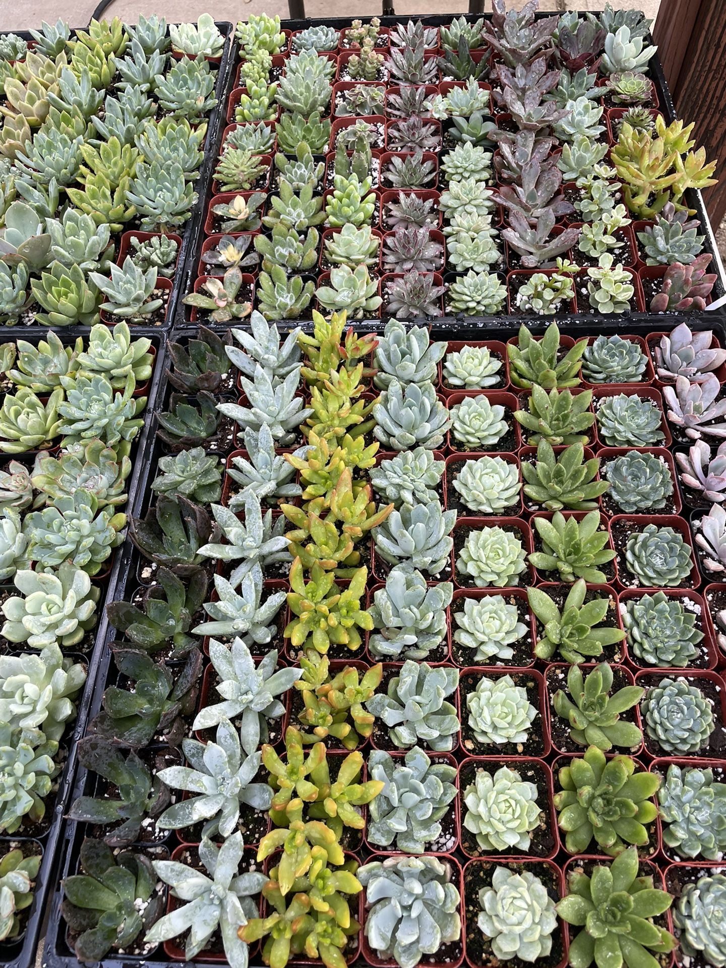 Cactus and Succulent Plants available in Covina