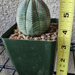 Euphorbia Obesa 