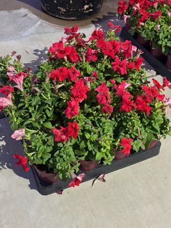 Flower/plants