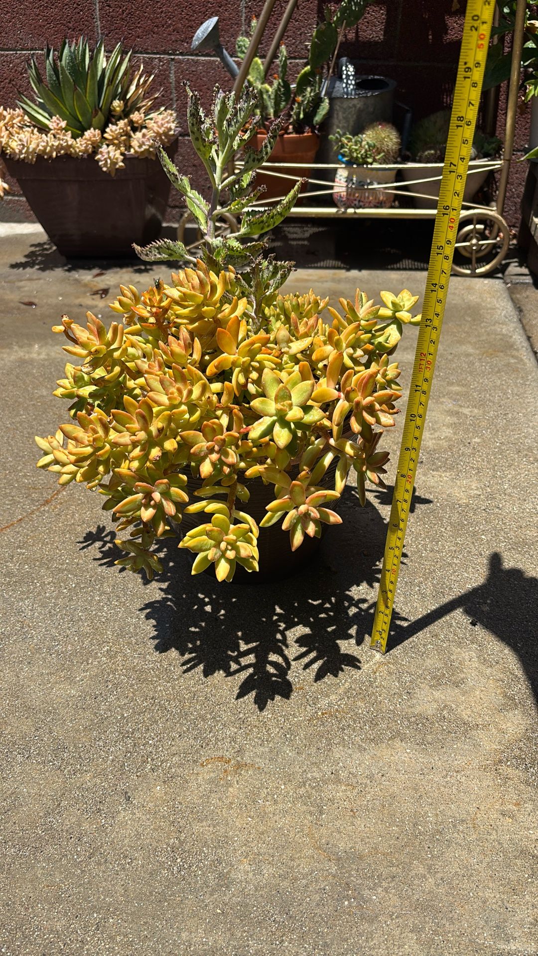 Succulent