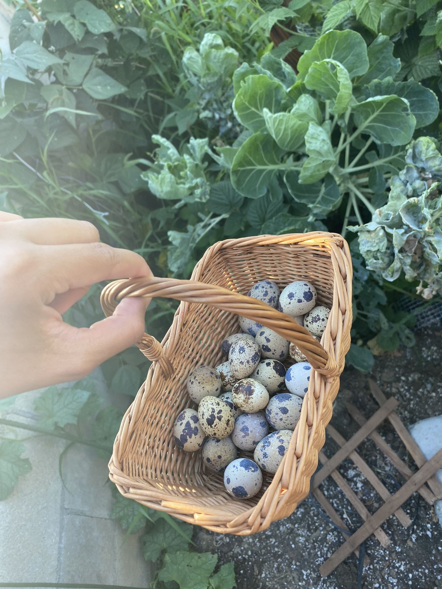 Organic Quail Eggs