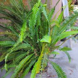 Plants