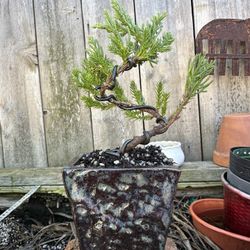 Bonsai Trees