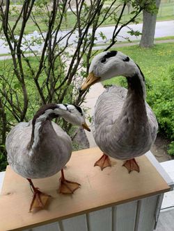 Taxidermy Bar Headed Geese!! $380 For Both!! 