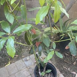 Hass Avocado Tree