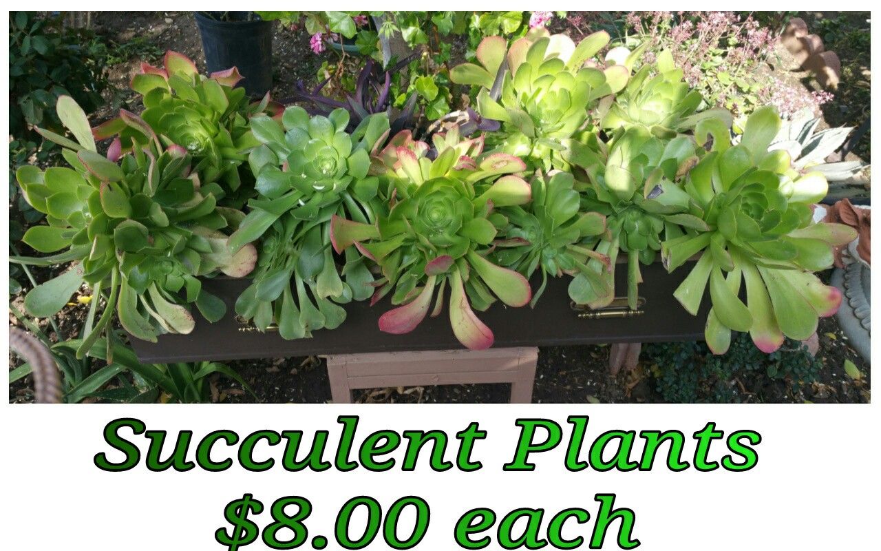 Succulent plants