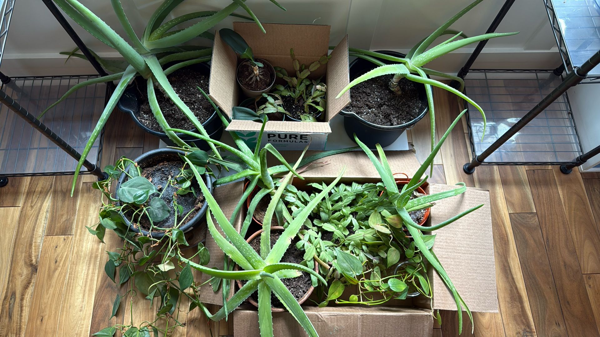 Various Live Plants