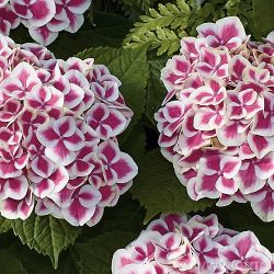 Cityline Mars PV Hydrangeas 