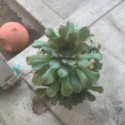 Planta