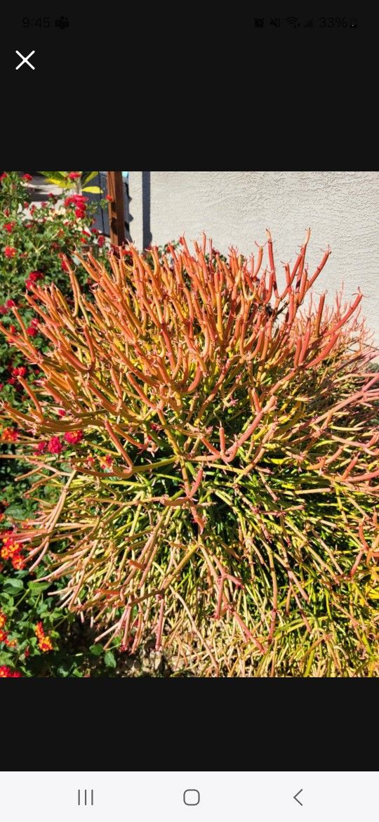 Firestick Plant