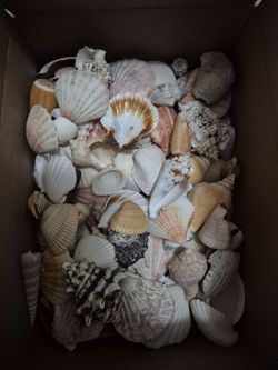 Seashells Collection 200 Pieces