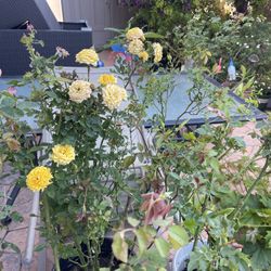 Roses