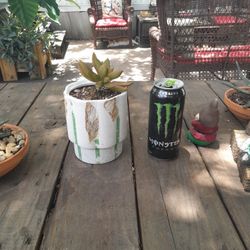 Rustic Small Cactus In Ceramic  Pot 