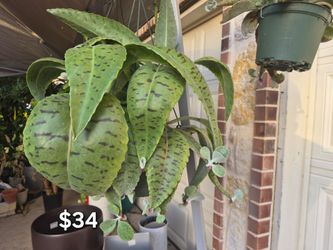 Donkey ear succulent Plant