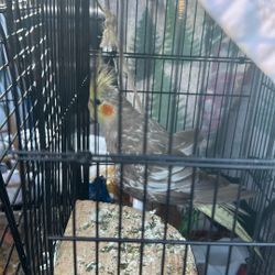 Rehoming Female Cockatiel