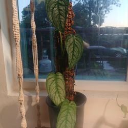 Monstera Siltepecana