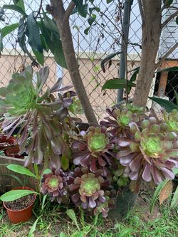 Plant