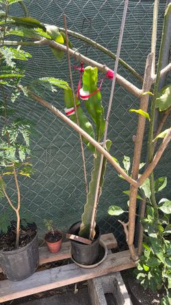Dragonfruit cuttings