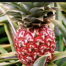 Organics Mini Pineapple Fully Grown Plant 3 Gallon 3ft