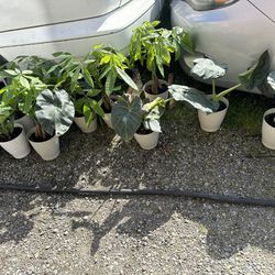 Plants Plants Plants 