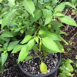 Chili 🌶