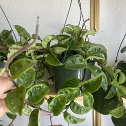 Hoya Krinkle 8 Plant
