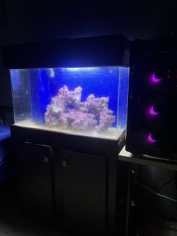 fish tank