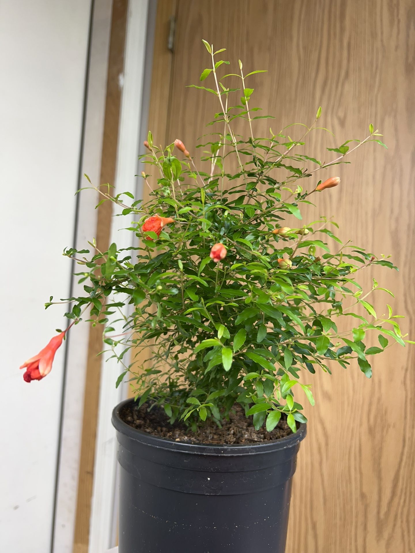 Dwarf Pomegranate Tree