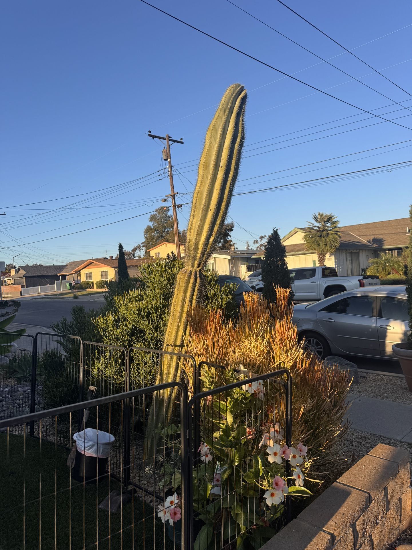 Baja Cactus 10 Foot