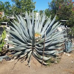 Aguamiel/pulque