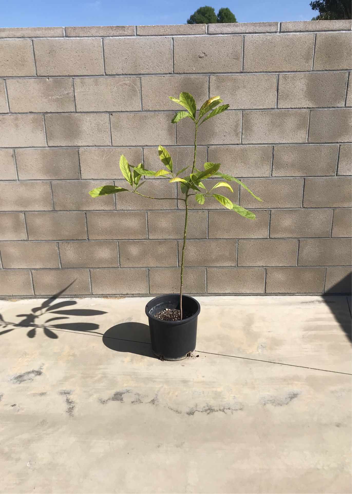 Organic Fuerte Avocado Tree For Sale