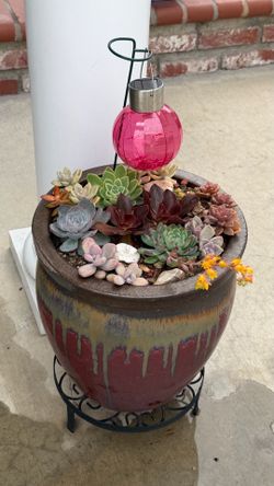 Succulent plant