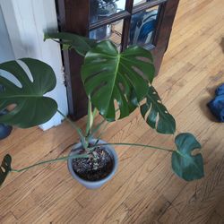Monstera In 8" Pot