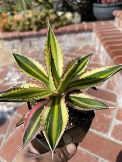 Agave Quadricolor