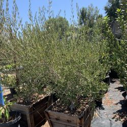 Olive Multi Trunk Tree