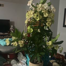 Plants Crown Of Thorns