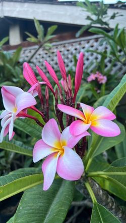 Maui Beauty