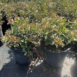 Rhaphiolepis indica ‘Clara’ (Indian Hawthorn) — 5G — $10