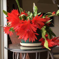 🌺Orchid Cactus - Queen of the Night Starts