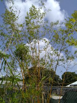 25 foot bamboo tree