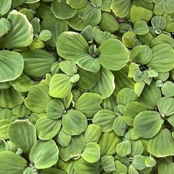 Live Fish Tank Aquarium Plants Water Lettuce Floating