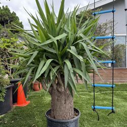 Old Yucca Bonsai Tree ( OUTDOOR and INDOOR PLANT) for Sale in Westminster,  CA - OfferUp