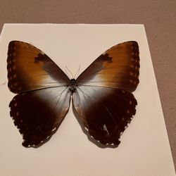 Butterfly Art Morpho Hecuba IN Brazil