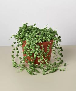 6” Pot Succulent String of Pearls Live Plant