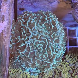 Reef Tank Teal Hammer Colony Decor
