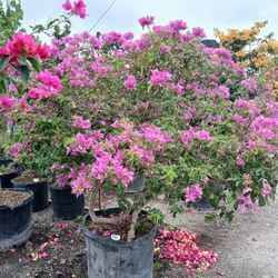 Gorgeous Purple Bougainvillea Tree💜$450