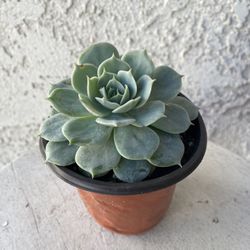4  Inch Pot - Succulent Plant - Hidden Queen -  Echeveria Australis Rose - Rooted & Established - Drought Resistant - 🪴