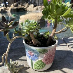 Ceramic Flower Pot With Succulents 5 1/2’ Tall