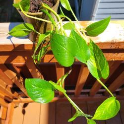 Pothos Plant Live